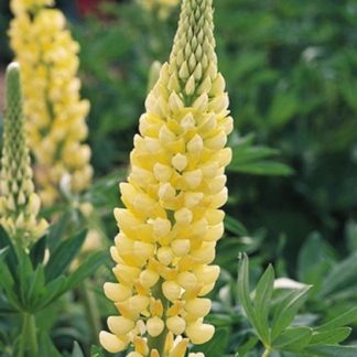 Chandelier - Lupin