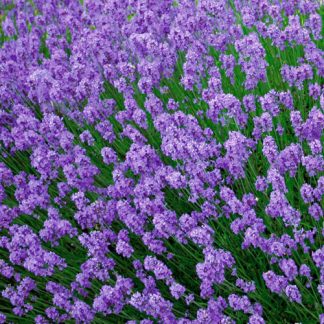 Lavendel Hidcote Blue. Barrodsplante.