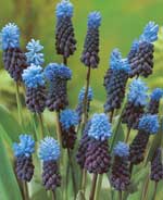 Muscari Latifolium.