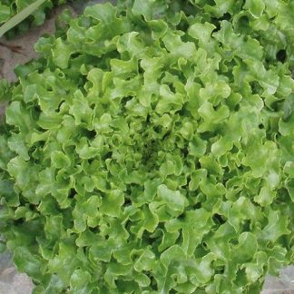 Salat" Bionda A Foglia Riccia", økologisk