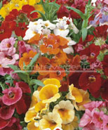 Sommerfugleblomst, nemesia Carnival mix.