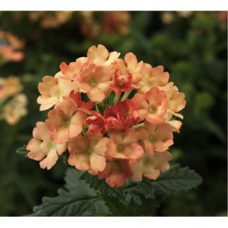 Verbena "Apricot Shades"