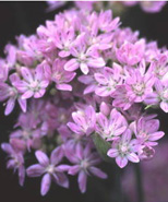 Allium Unifolium