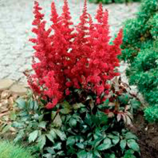 Astilbe "Fanal"