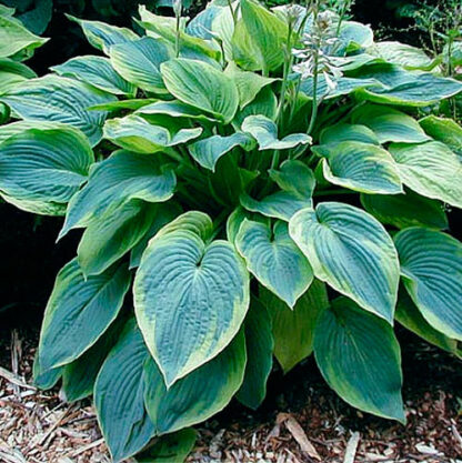 Hosta Alvatine Taylor