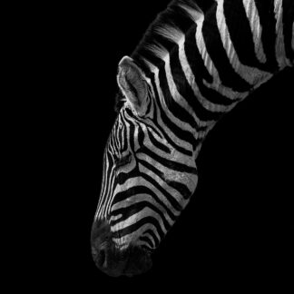 Black and White Stripes af Mikkel Beiter