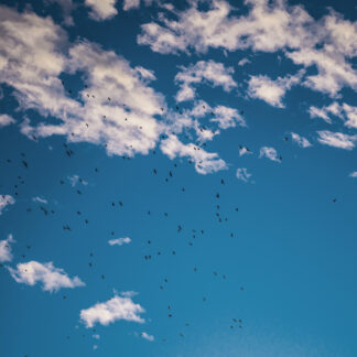 Evening Birds af Kirsten Stigsgaard