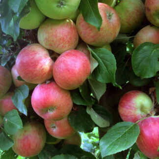 Aroma Æbletræ på vildstamme 3-4 grene