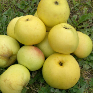 'Bøghs Citronæble' - Æbletræ, 3-4 grene