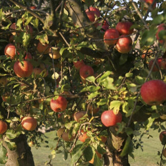 Elstar - Æbletræ, 3-4 grene