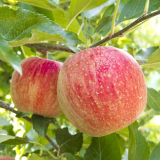 Guldborg - Æbletræ 3-4 grene