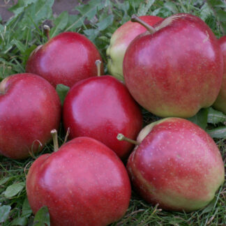 Summerred - Æbletræ 5-8 grene