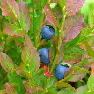 Vaccinium myrtillus Myrtillus - Vild blåbær