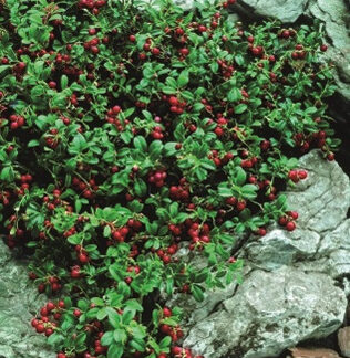 Vaccinium vitis-idaea Erntekrone - Tyttebær