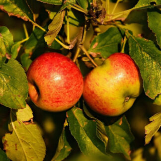 Eva-Lotta - Æbletræ på vildstamme 5-8 grene