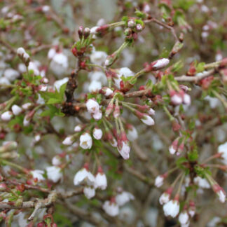 Fuji Kirsebær - Prunus incisa ´Kojou-no-mai´ stammehøjde 50 cm