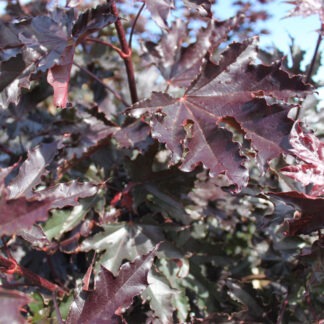 Rødbladet Spidsløn - Acer plat. ´Crimson Sentry´ 200 cm stamme