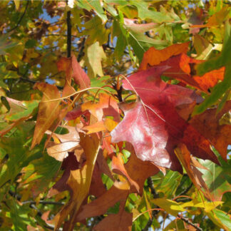 Rødeg - Quercus rubra 200-250 cm.