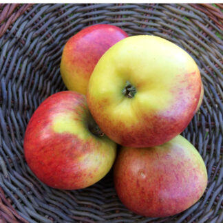 Rubinola - Æbletræ på vildstamme 3-4 grene