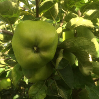 Signe Tillisch - Æbletræ på vildstamme 5-8 grene