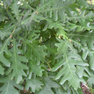 Ungarsk Eg - Quercus frainetto 200-250 cm