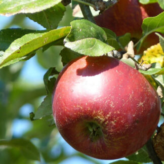 Dværgtræ Æble ´Mio´ 3-4 grene