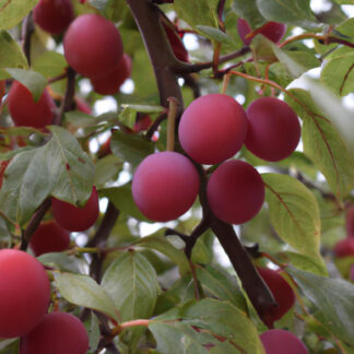 Mirabel ´Komet´ - Prunus cerasifera