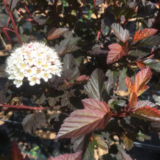 Blærespiræa - Physocarpus opulifolius ´Diable d´Or´ 180 cm stamme