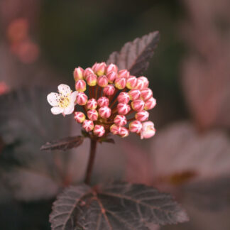 Blærespiræa - Physocarpus opulifolius ´Lady in Red´ 60-80 cm