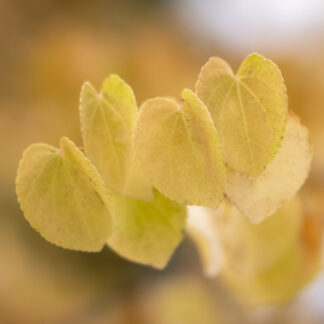 Hjertetræ - Cercidiphyllum japonicum enstammet 200-250 cm