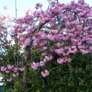 Japansk Hængekirsebær - Prunus serr. ´Kiku-Shidare-Sakura´ 200 cm stamme