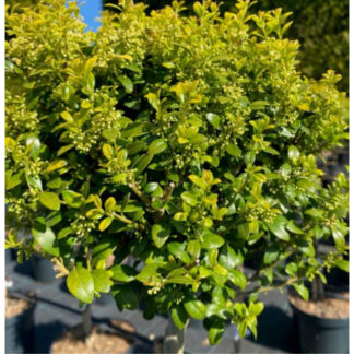 Kristtorn - Ilex crenata ´Green Hedge´ 50 cm stamme