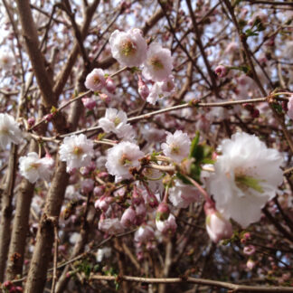 Prydkirsebær - Prunus subhirtella ´Hally Jolivette´ 120 cm stamme