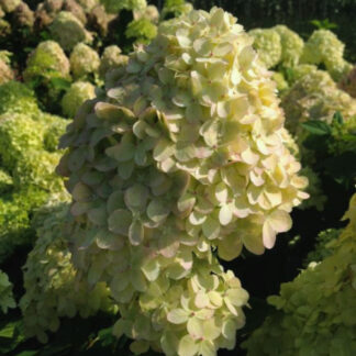 Syrenhortensia - Hydrangea paniculata ´Limelight´ 50 cm stamme