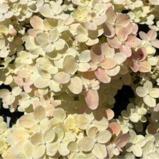 Syrenhortensia - Hydrangea paniculata ´Switch Ophelia´ 40-60 cm