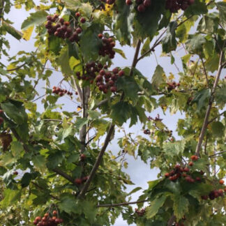 Tarmvridrøn - Sorbus torminalis 175-200